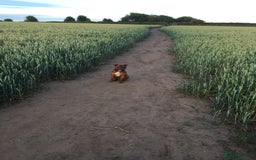 Staffordshire Bull Terrier dogs for stud: Stud  - Image 7
