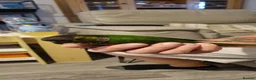 Conures birds for sale: Black Capped conures. Male & Female.  - Advert 7