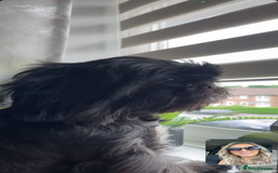 Shih Tzu dogs for sale: SHIT TZU grey puppy - Image 2