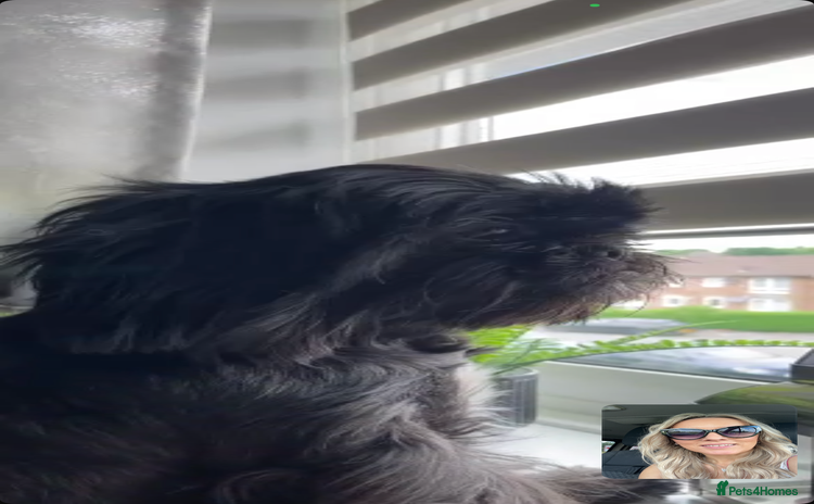 Shih Tzu dogs - Advert 3