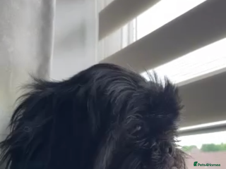 Shih Tzu dogs for sale - Advert 1