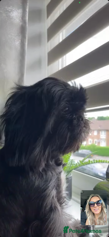 Shih Tzu dogs - Advert 16