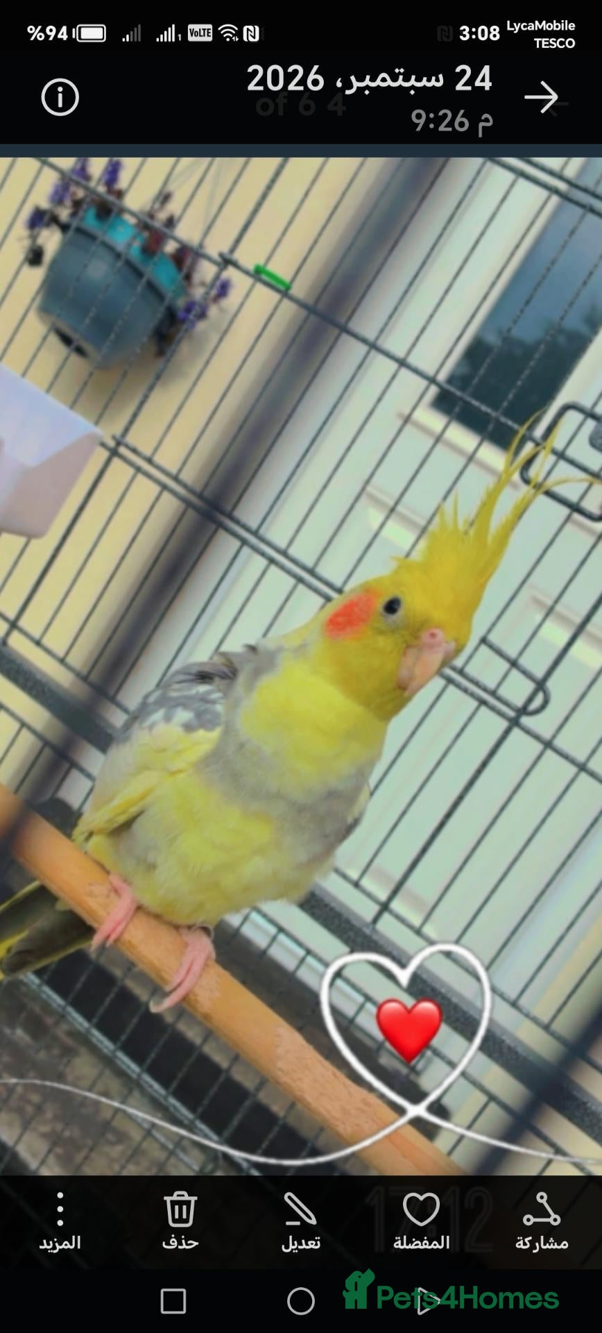 Cockatiels birds Cokatil - Advert 14