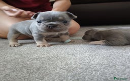 French Bulldog dogs for sale: French bulldog Izabella  - Image 7