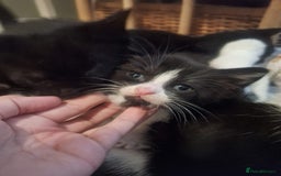 Domestic Shorthair cats for sale: 2 different litters,both mothers can be seen  - Image 5