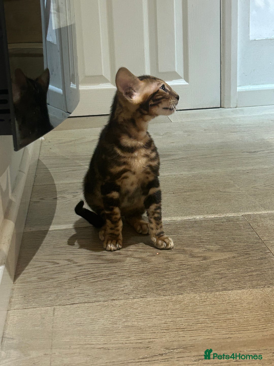 Bengal cats for sale: Champion bloodline Bengal kittens - Advert 27