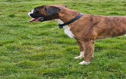 Boxer dogs for stud: KC REGISTERED BRINDLE & WHITE PROVEN STUD.   in Mexborough - Image 21