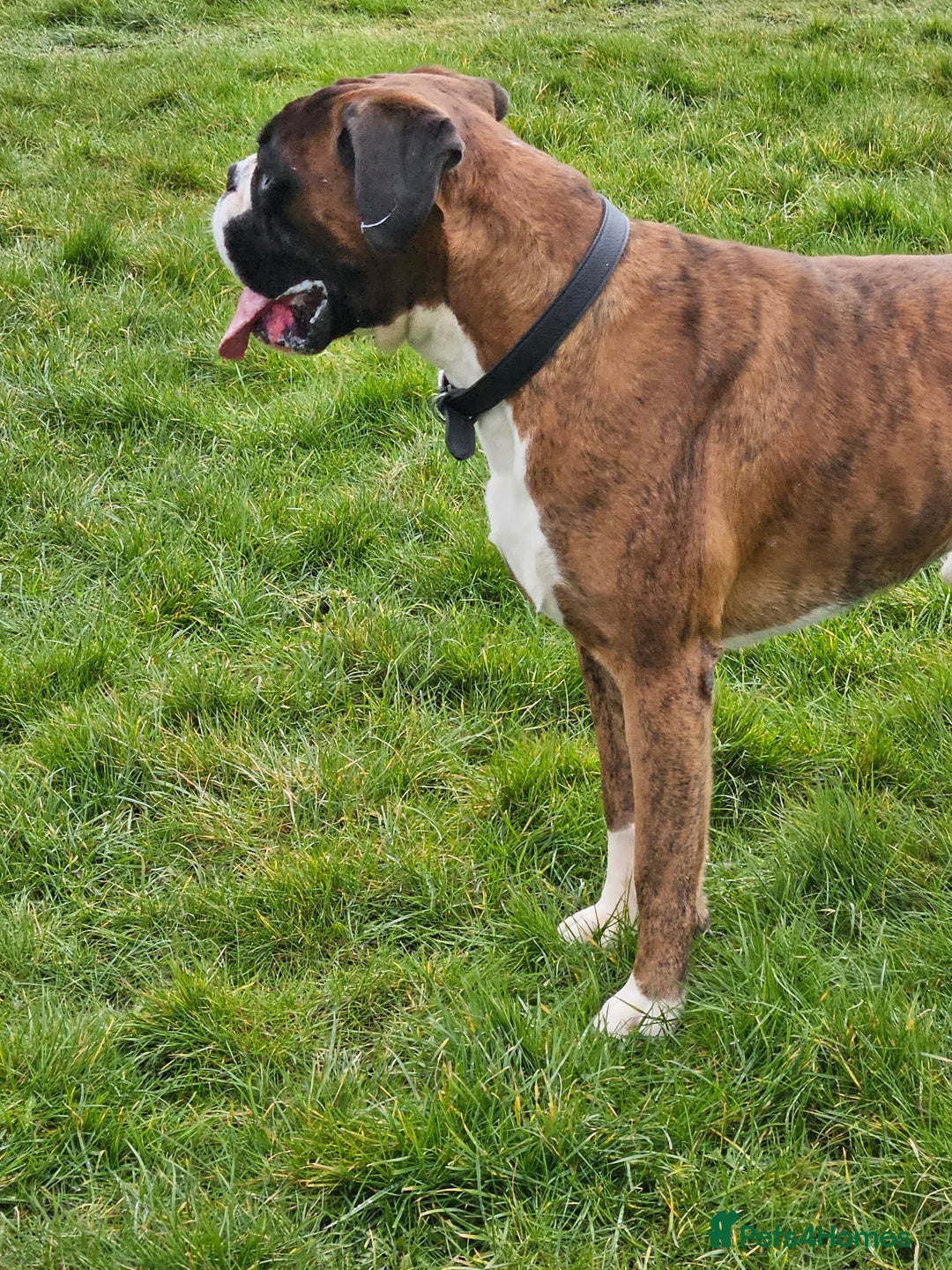 Boxer dogs for stud: KC REGISTERED BRINDLE & WHITE PROVEN STUD.   in Mexborough - Image 21