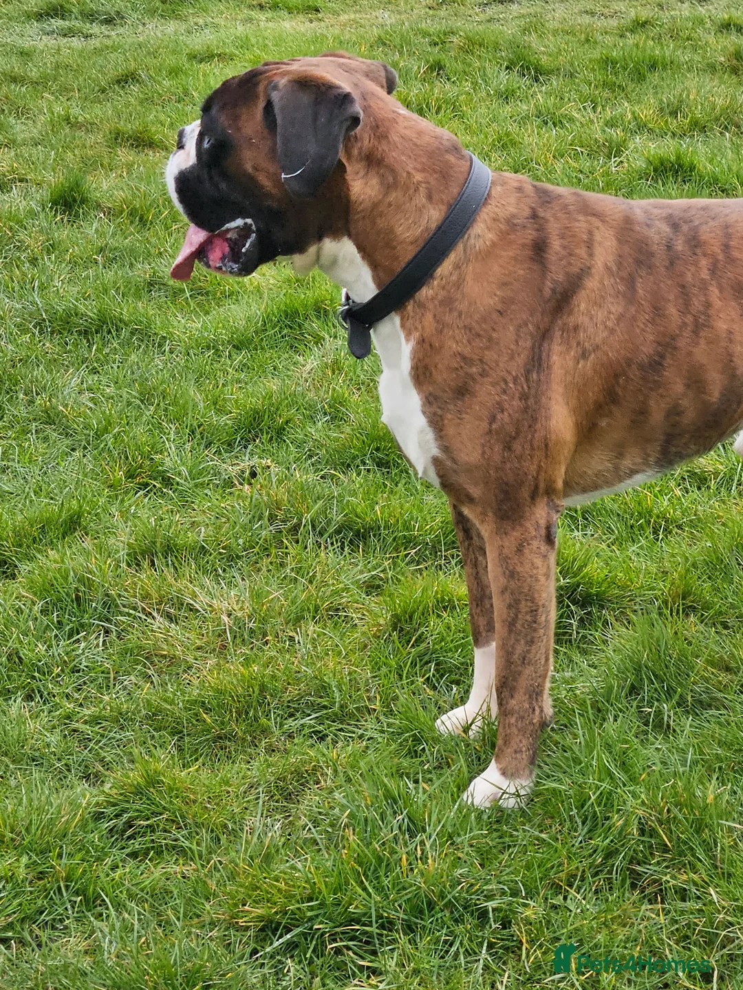 Boxer dogs for stud: KC REGISTERED BRINDLE & WHITE PROVEN STUD.   in Mexborough - Advert 21