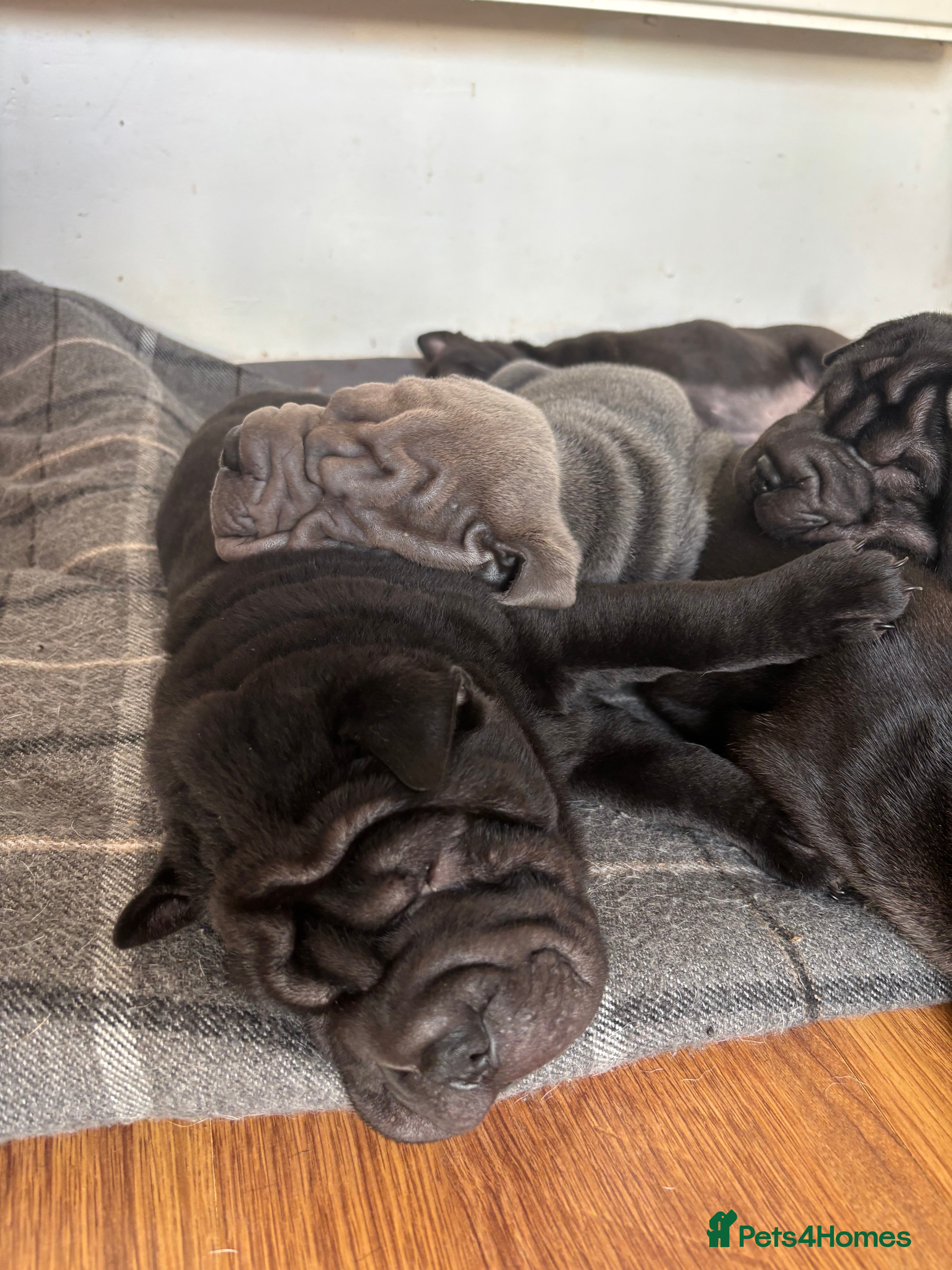 Shar Pei dogs Healthy Shar Pei puppies - Advert 3