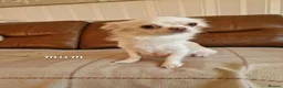 Chihuahua dogs for sale: Chihauhau - Advert 2