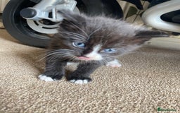 Maine Coon cats for sale: Maine coon x  - Image 12