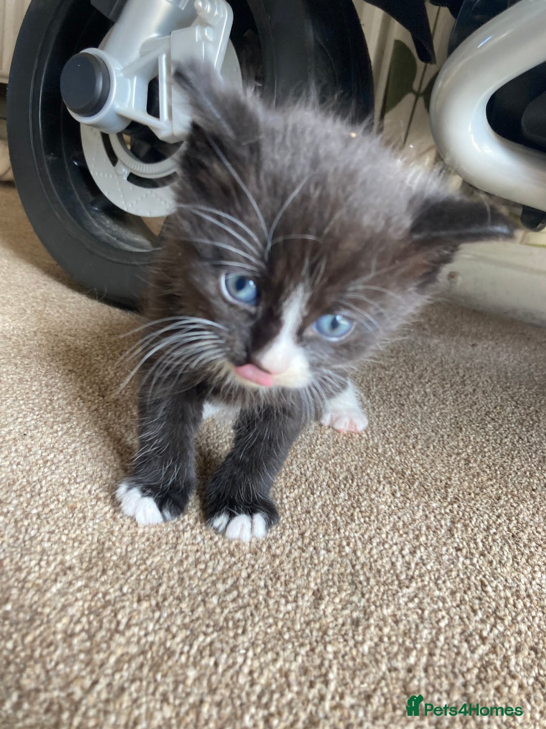 Maine Coon cats for sale: Maine coon x  - Image 12