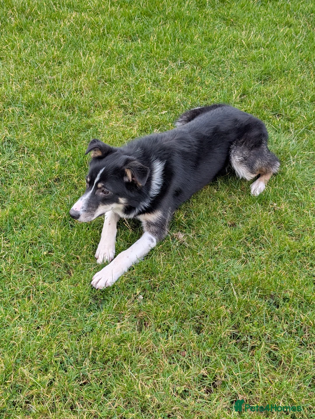 Border Collie dogs for sale: Border Collie for sale  - Advert 4