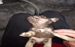 French Bulldog dogs for sale: 4 Beautiful french bulldog puppies  - Image 16