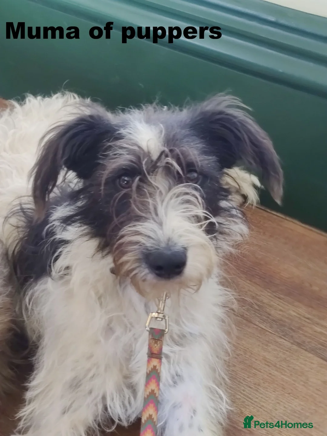 Lurcher dogs for sale: Soppy Bedlington Whippet lurcher puppies  - Advert 2