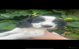 Cocker Spaniel dogs for sale: KC registered working Cocker Spaniel puppies - Image 25