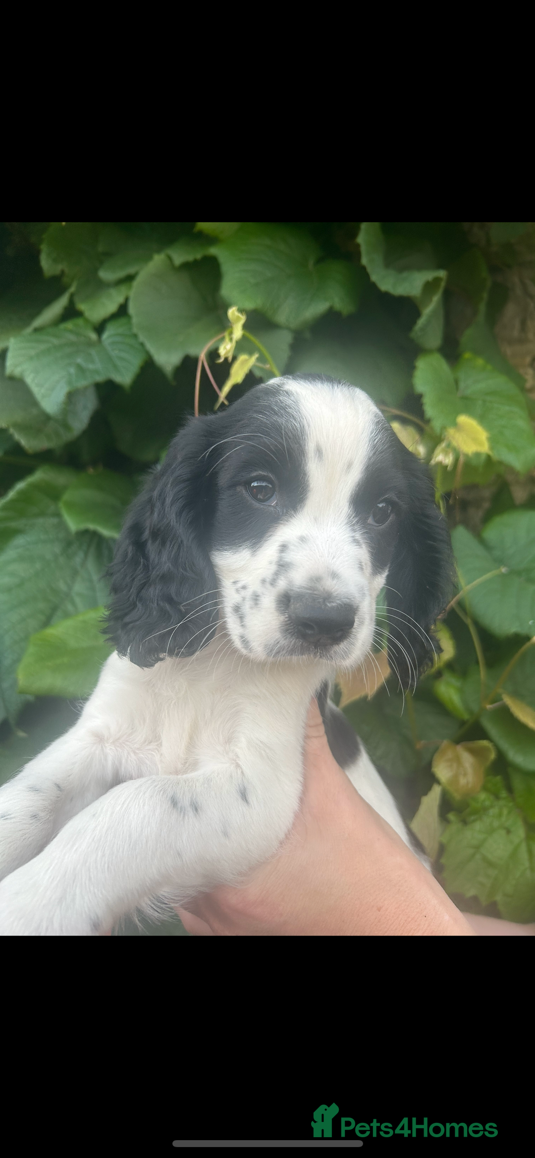 Cocker Spaniel dogs for sale: KC registered working Cocker Spaniel puppies - Image 25