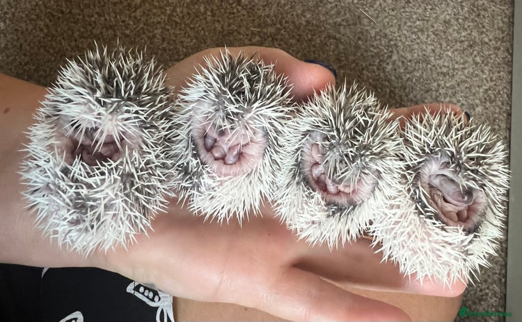 Pygmy Hedgehog rodents - Advert 1