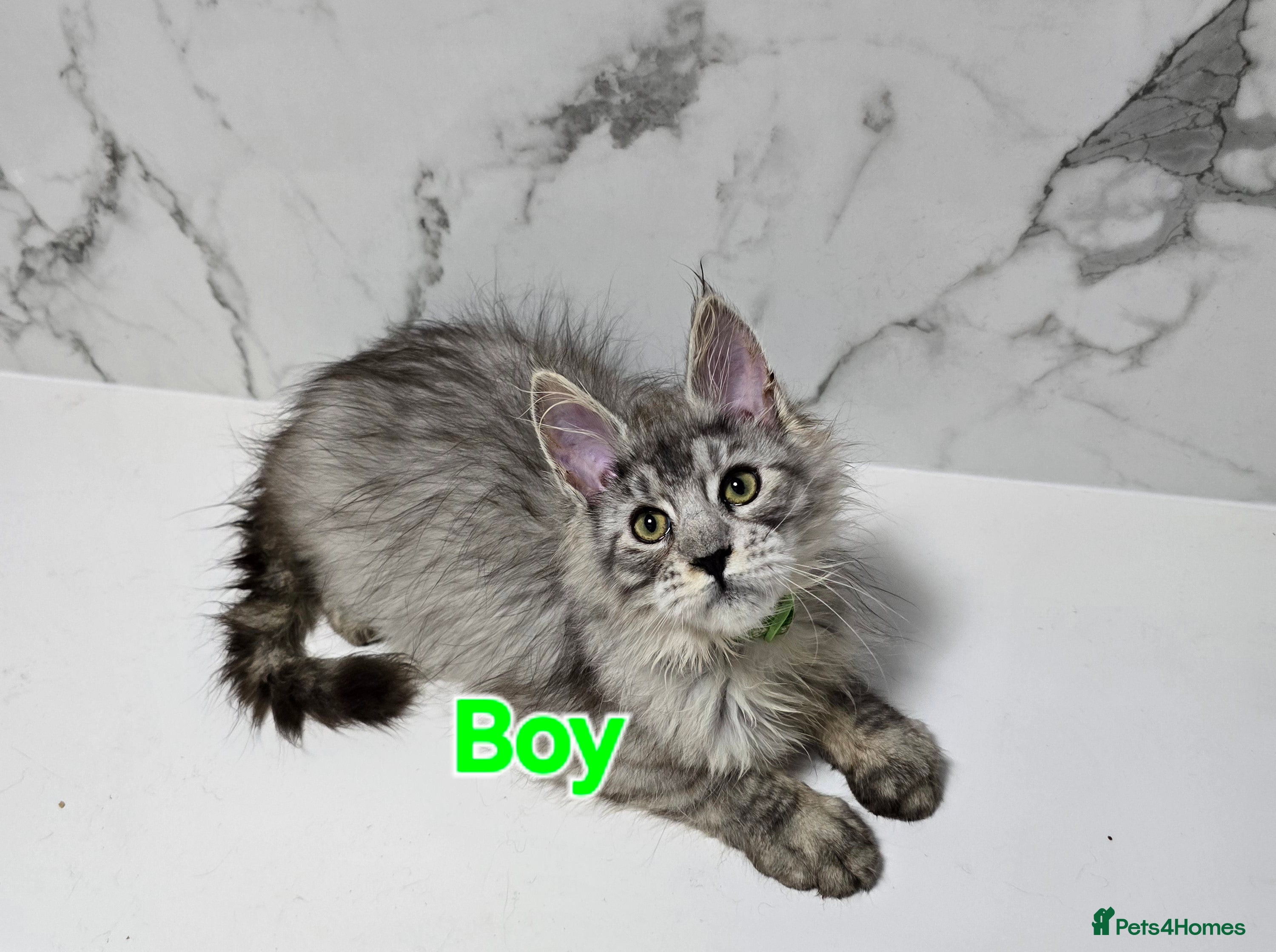 Maine Coon cats 3x Kittens MaineCoon Tica Registred  - Advert 2