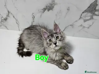 Maine Coon cats 3x Kittens MaineCoon Tica Registred - Advert 2