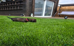 Dachshund dogs for sale: Red long-haired standard dachshund puppies - Image 26