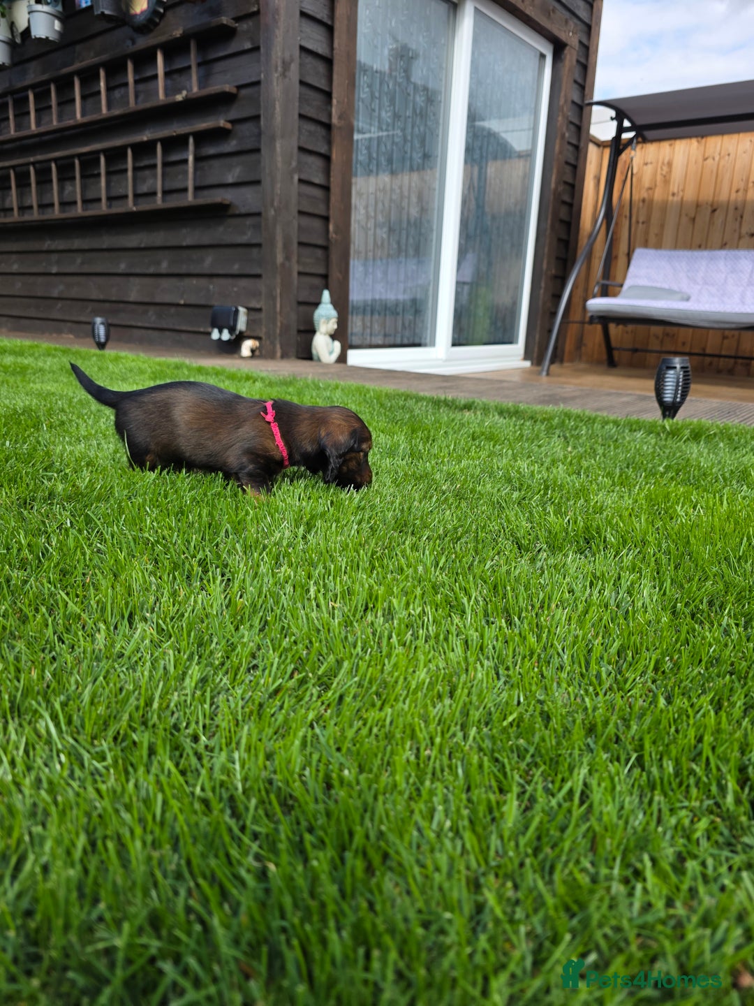 Dachshund dogs for sale: Red long-haired standard dachshund puppies - Image 26