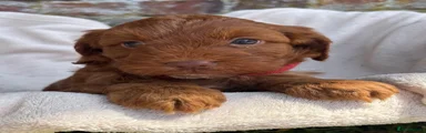 Cockapoo 3