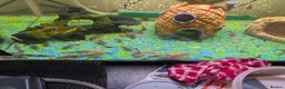 Plecos fish for sale: Baby bristlenose plecos  - Advert 1