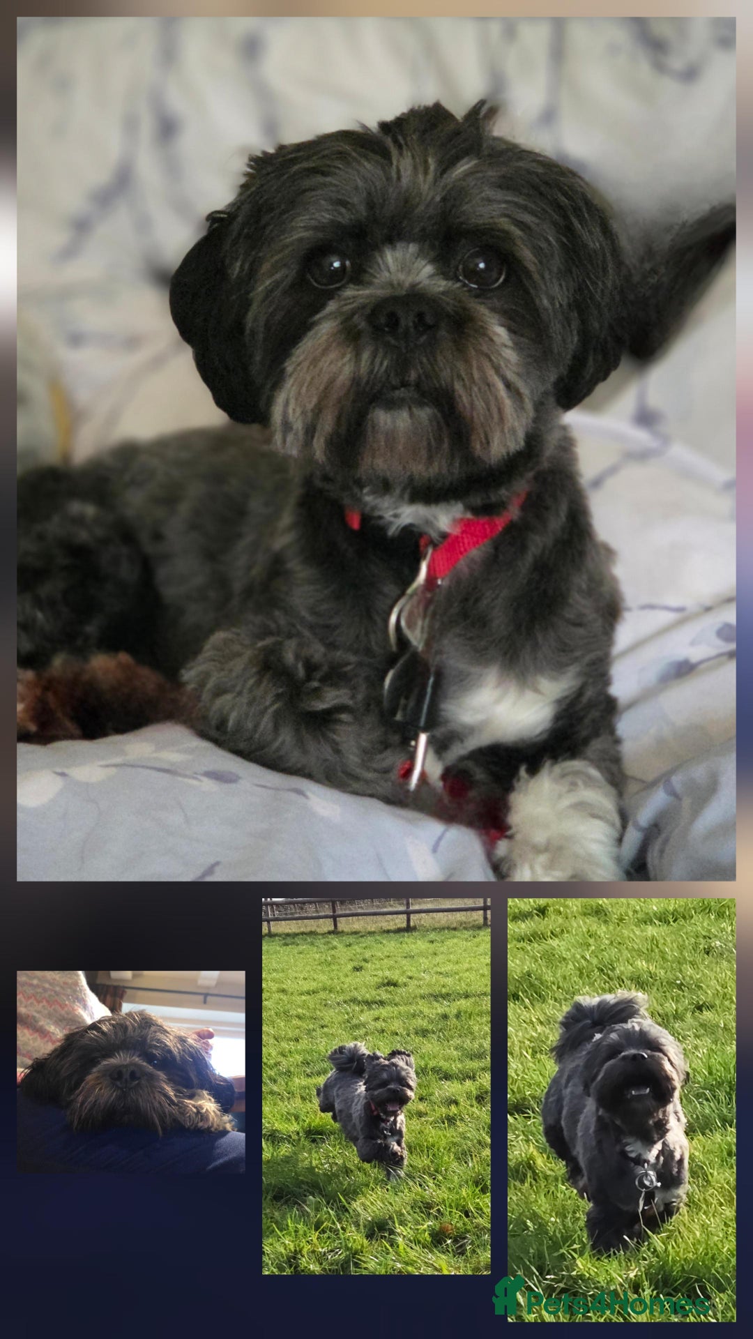 Lhasa Apso dogs for adoption: Special dog needs special home - Advert 2