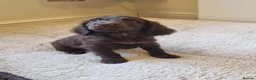 Cocker Spaniel dogs for sale: Last Chocolate Boy Ready Now  - Advert 15