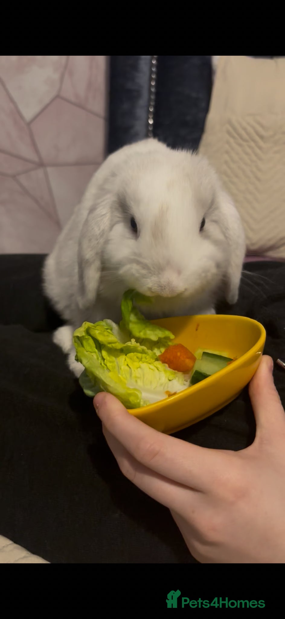 Mini Lop rabbits Male rabbit needing a loving home - Advert 1