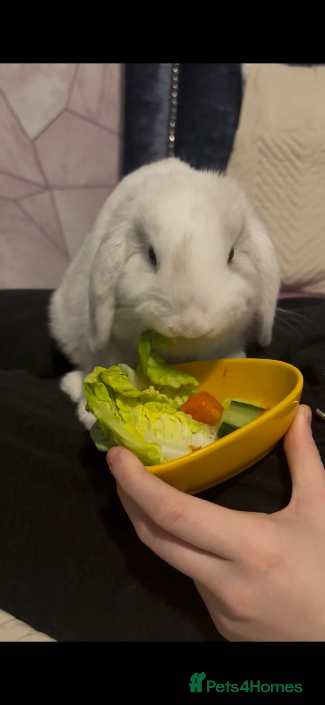 Mini Lop rabbits for sale: Male rabbit needing a loving home - Advert 1