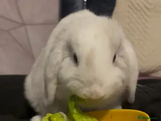 Mini Lop rabbits Male rabbit needing a loving home - Advert 14