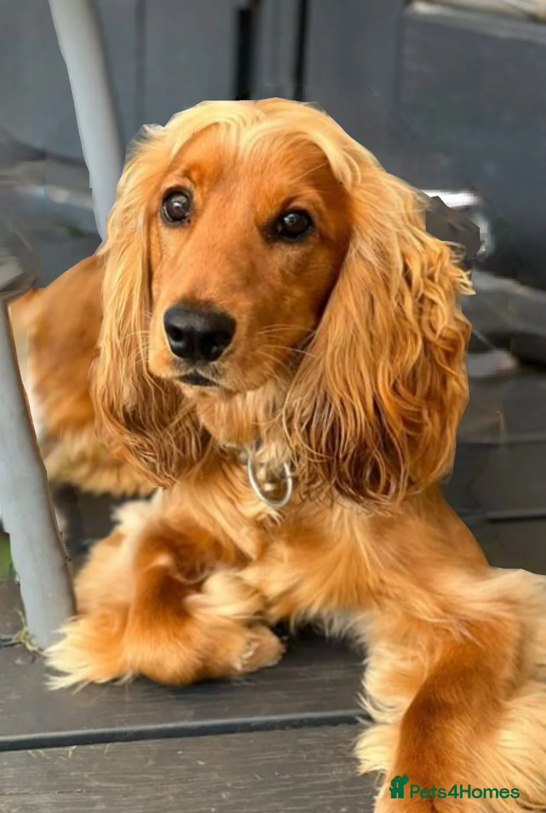Cocker Spaniel dogs for sale: Cocker spaniel  in Leigh-on-Sea - Advert 5