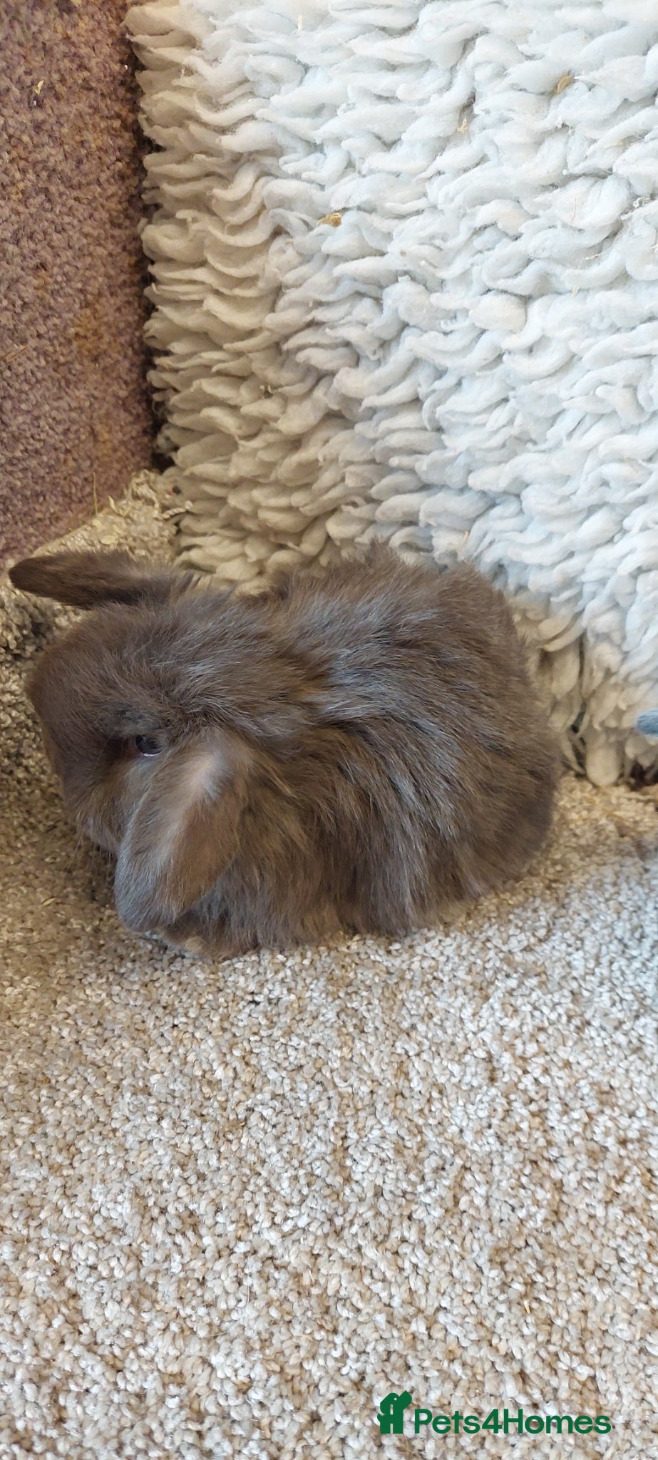 Mini Lop rabbits Minilop babys ready to reserve  - Advert 2
