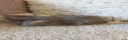 Mini Lop rabbits for sale: Minilop babys ready to reserve  - Advert 4