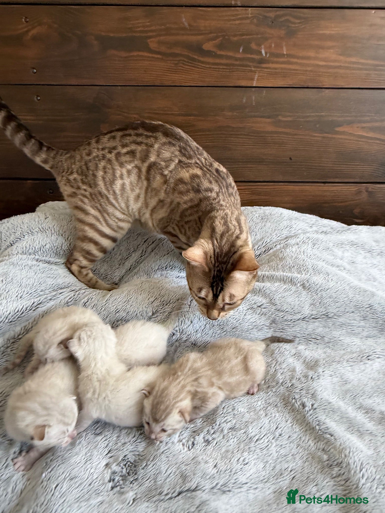 Bengal cats Albino & Snow Lynx Bengal Kittens, TICA Regs - Advert 2