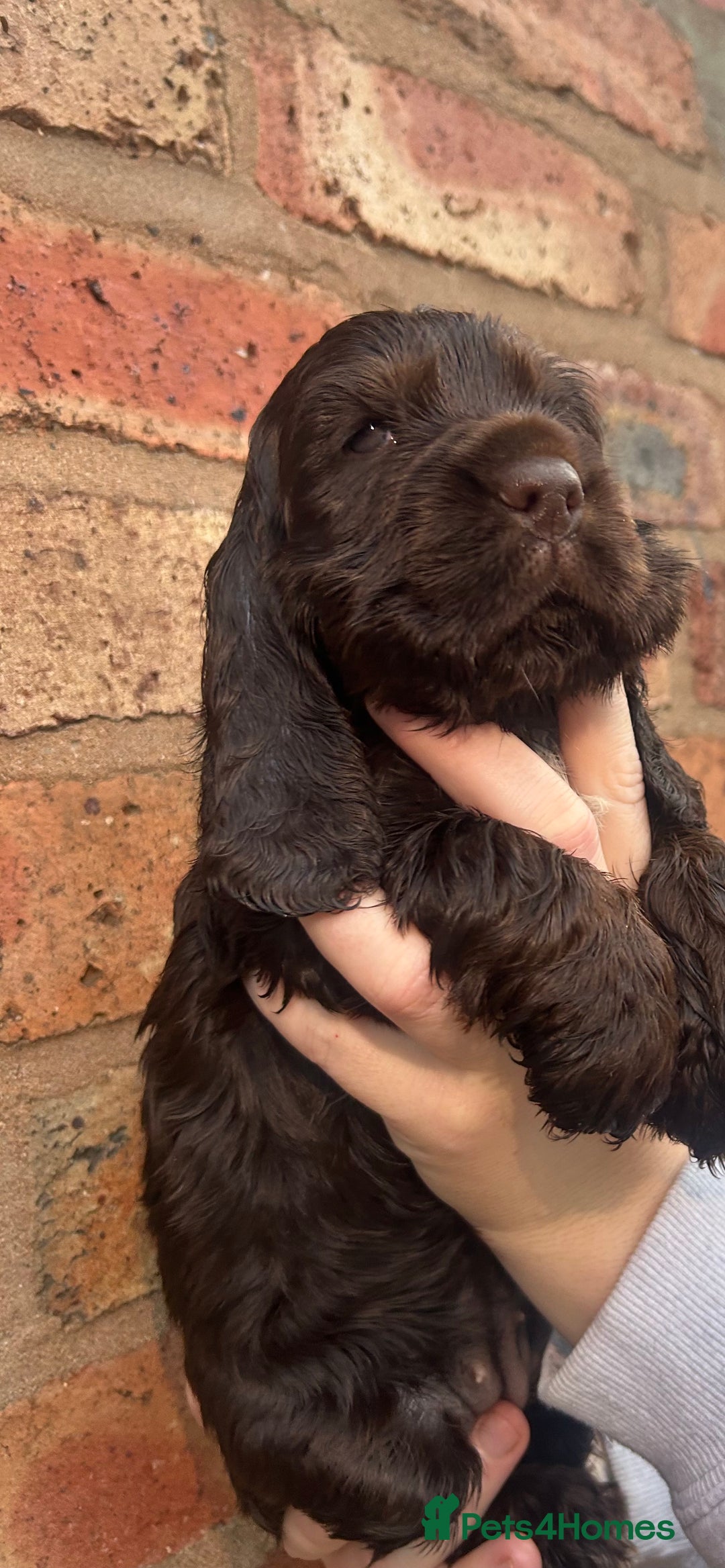 Cocker Spaniel dogs for sale: 💚2 boys available 💚show cocker spaniel puppies  - Advert 24