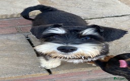 Miniature Schnauzer dogs for sale: 8 beautiful kc registered miniature schnauzer pups - Image 17
