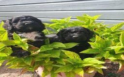 Sproodle dogs for sale: sproodle puppies - Image 4