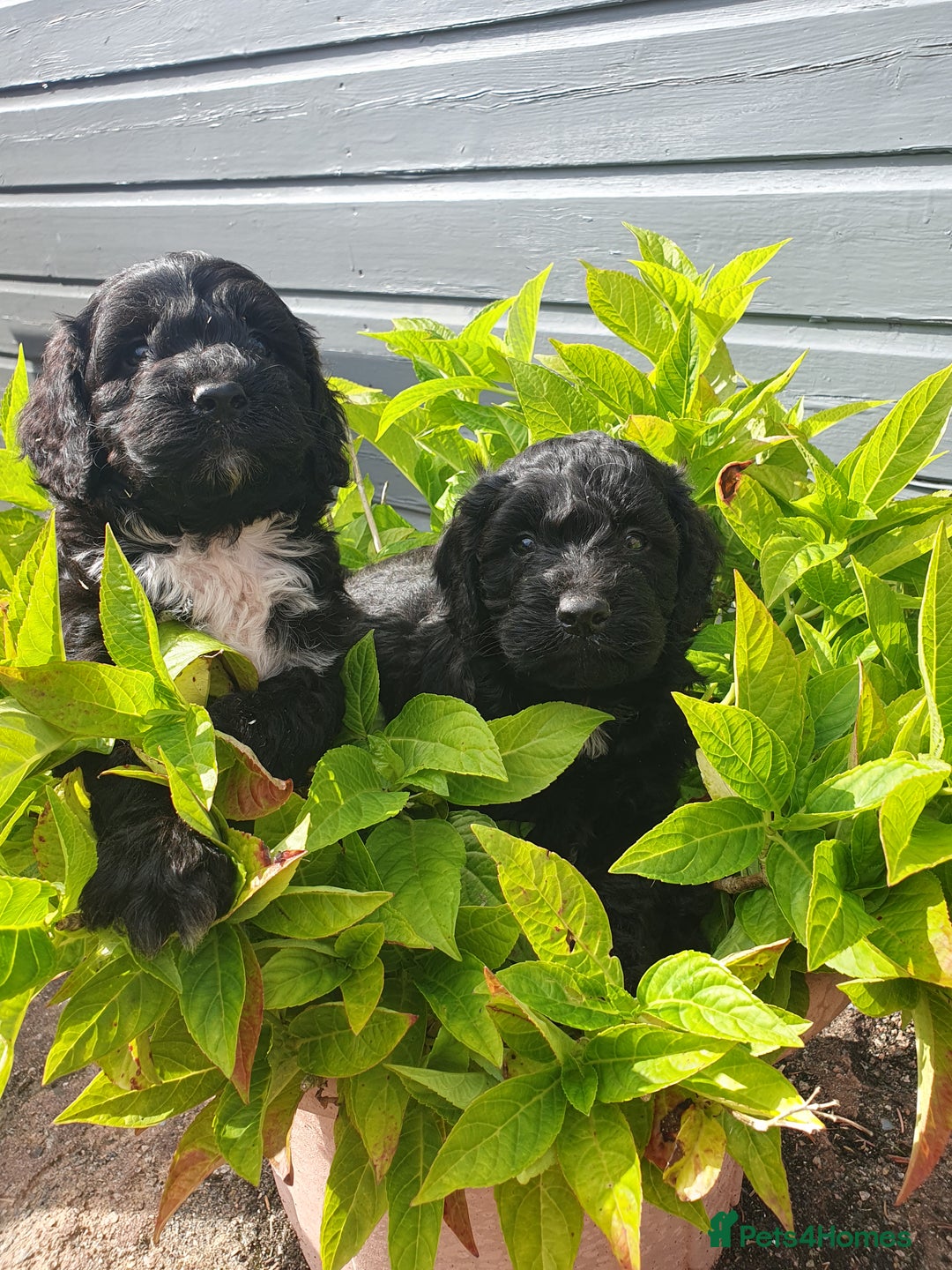 Sproodle dogs for sale: sproodle puppies - Image 4