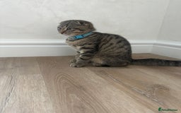 Scottish Fold cats for sale: We have a lovely Scottish Fold boy   - Image 3