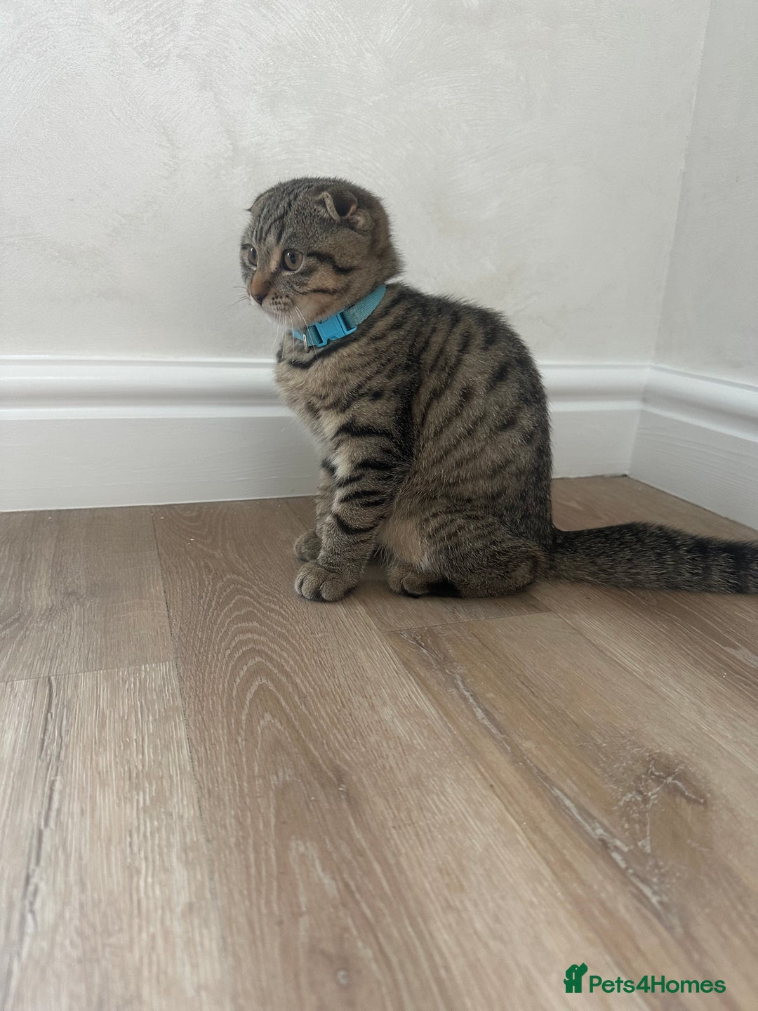 Scottish Fold cats for sale: We have a lovely Scottish Fold boy   - Image 3