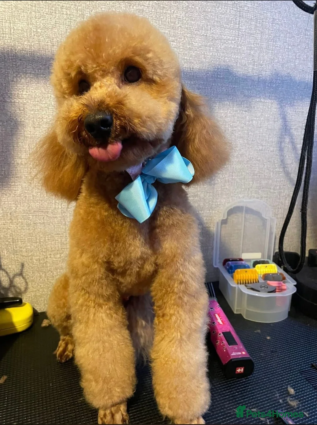 Toy Poodle dogs for sale: Gorgeous KC. Reg. Toy Poodle Puppies - Advert 5
