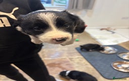 Border Collie dogs for sale: Border collie puppies  - Image 11