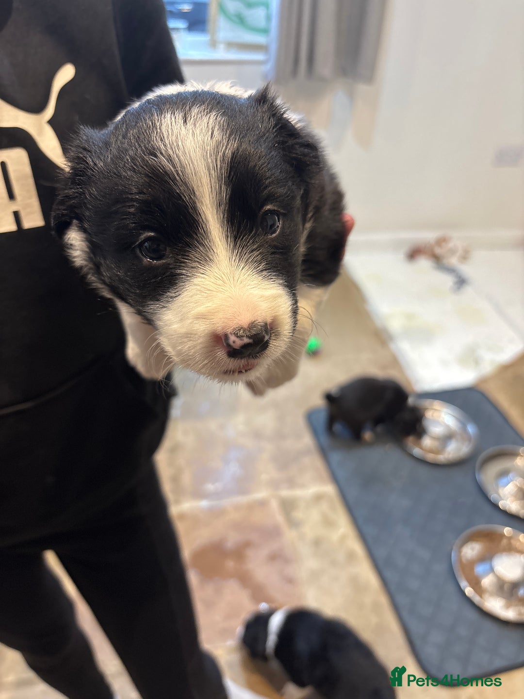 Border Collie dogs for sale: Border collie puppies  - Image 11