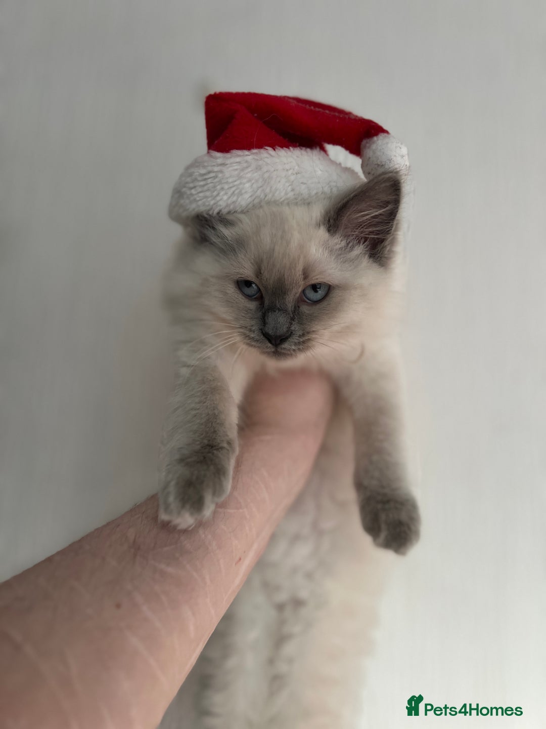 Mixed Breed cats for sale: Ragdoll mix girl needs new home - Advert 20