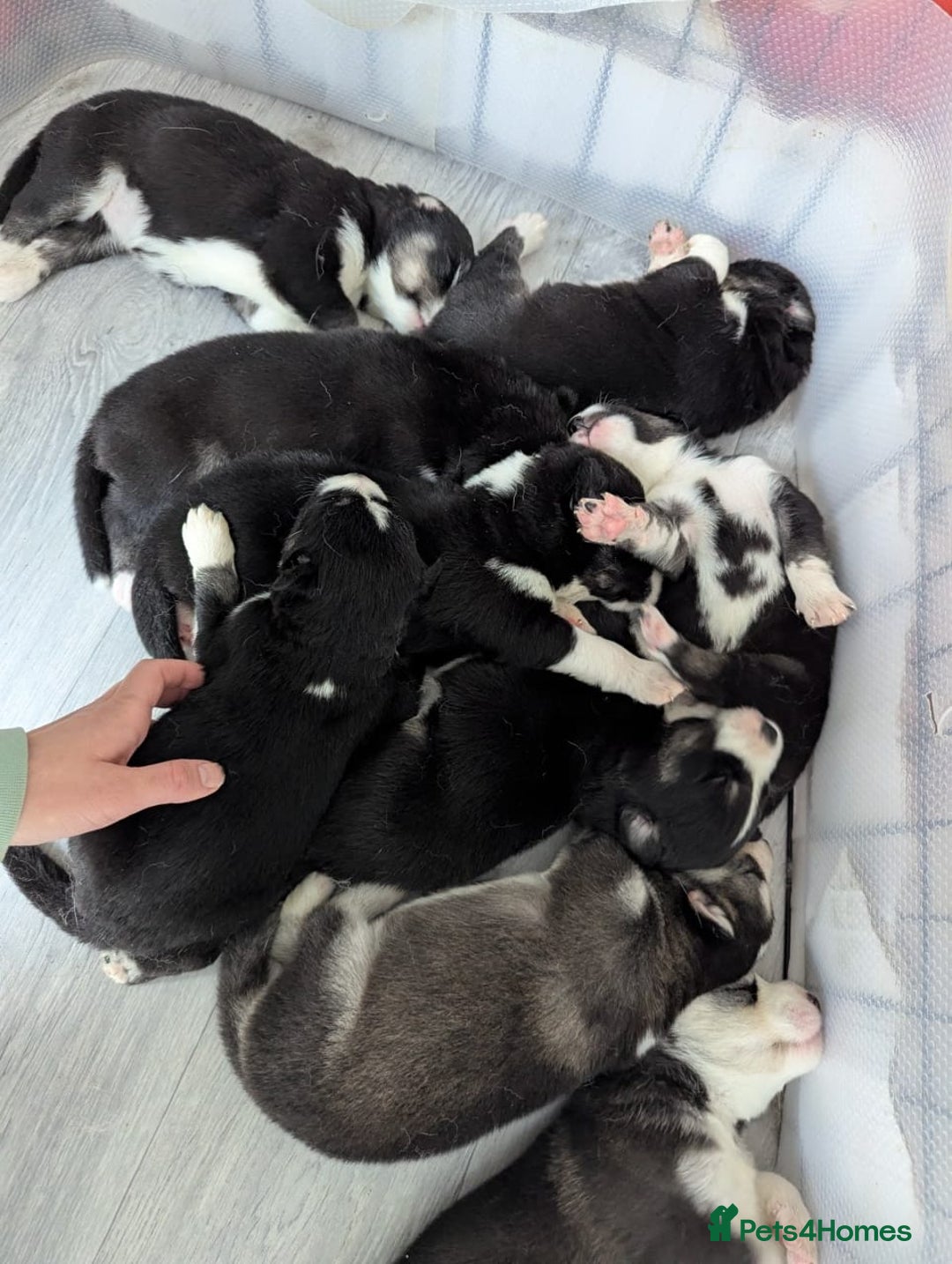 Siberian Husky dogs for stud: Siberian Husky - produces large litters in Cheltenham - Advert 27