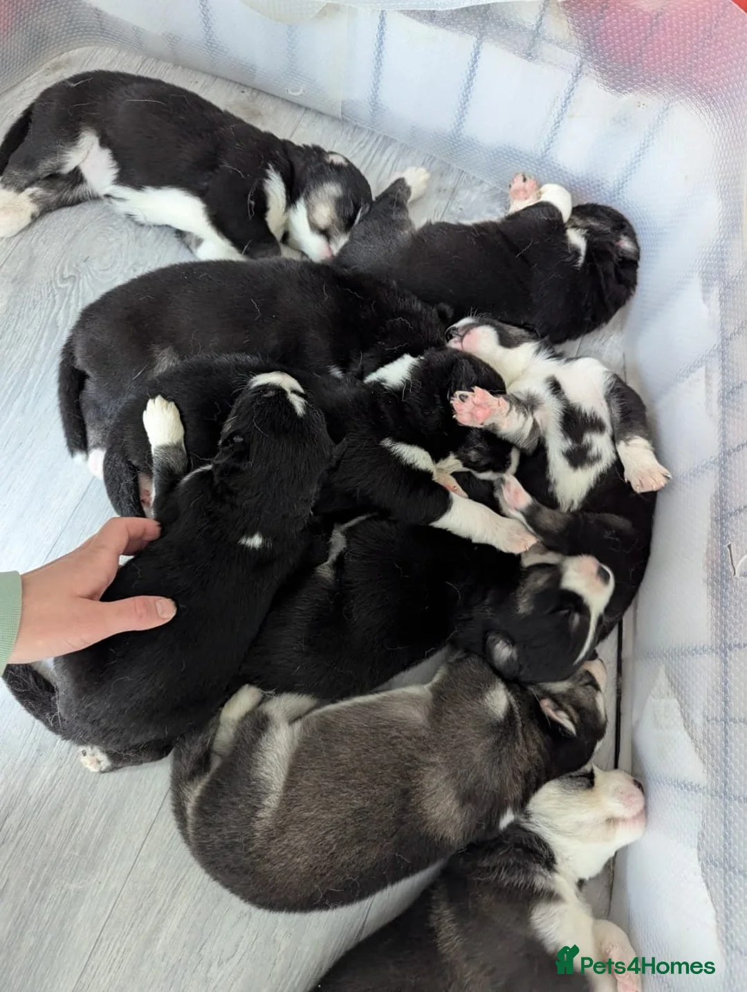 Siberian Husky dogs for stud: Siberian Husky - produces large litters in Cheltenham - Advert 27